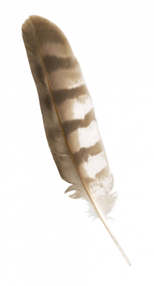 SH_200209_motif_featherSolo1_RAW
