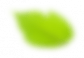 SH_200209_motif_leafSolo1